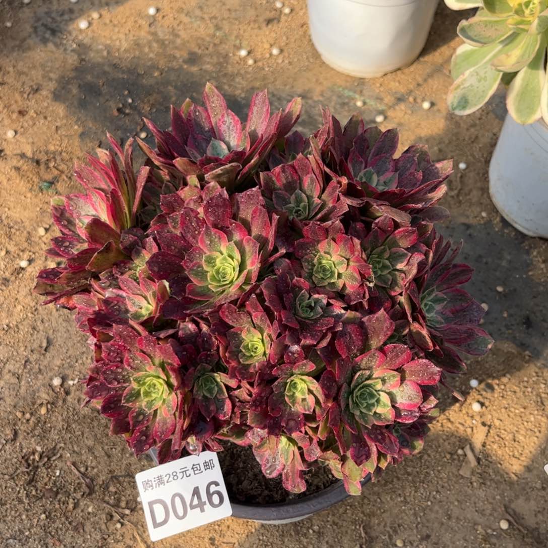 046多肉植物水果糖