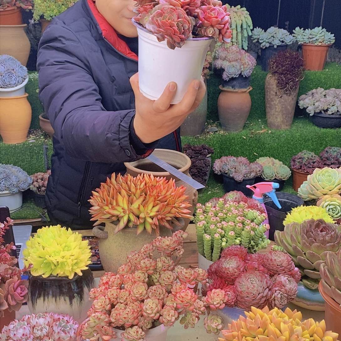 多头大红袍特价福利