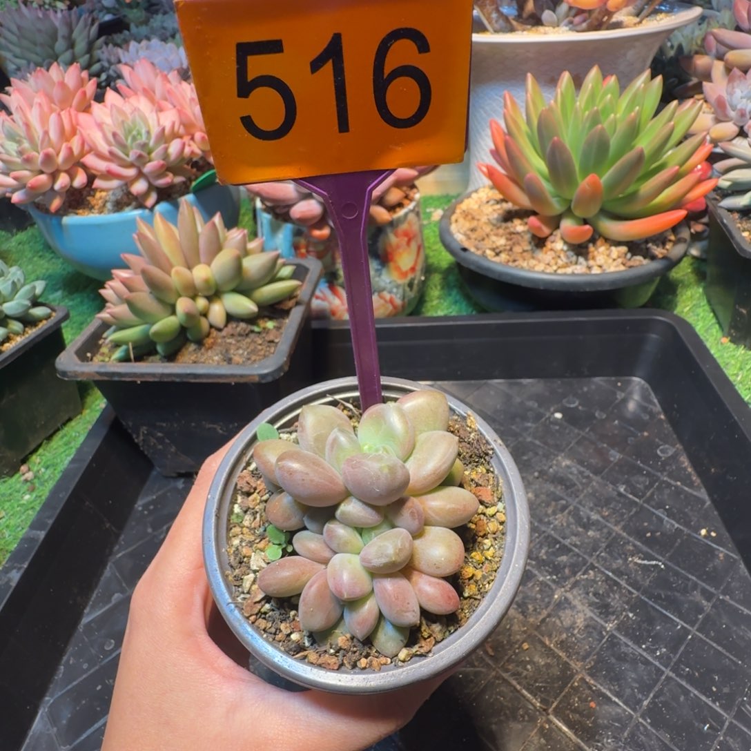 多肉植物一物一拍516