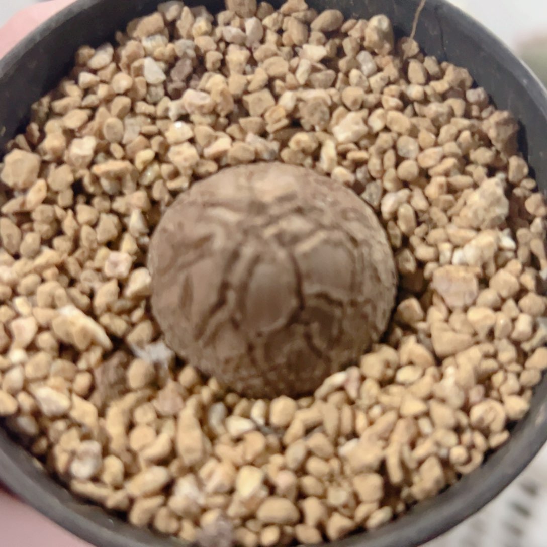 龟甲龙实生块根植物