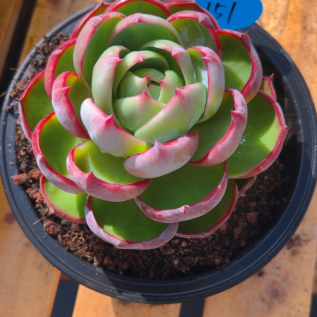 闺****念惊鸿仙子一物一拍151号