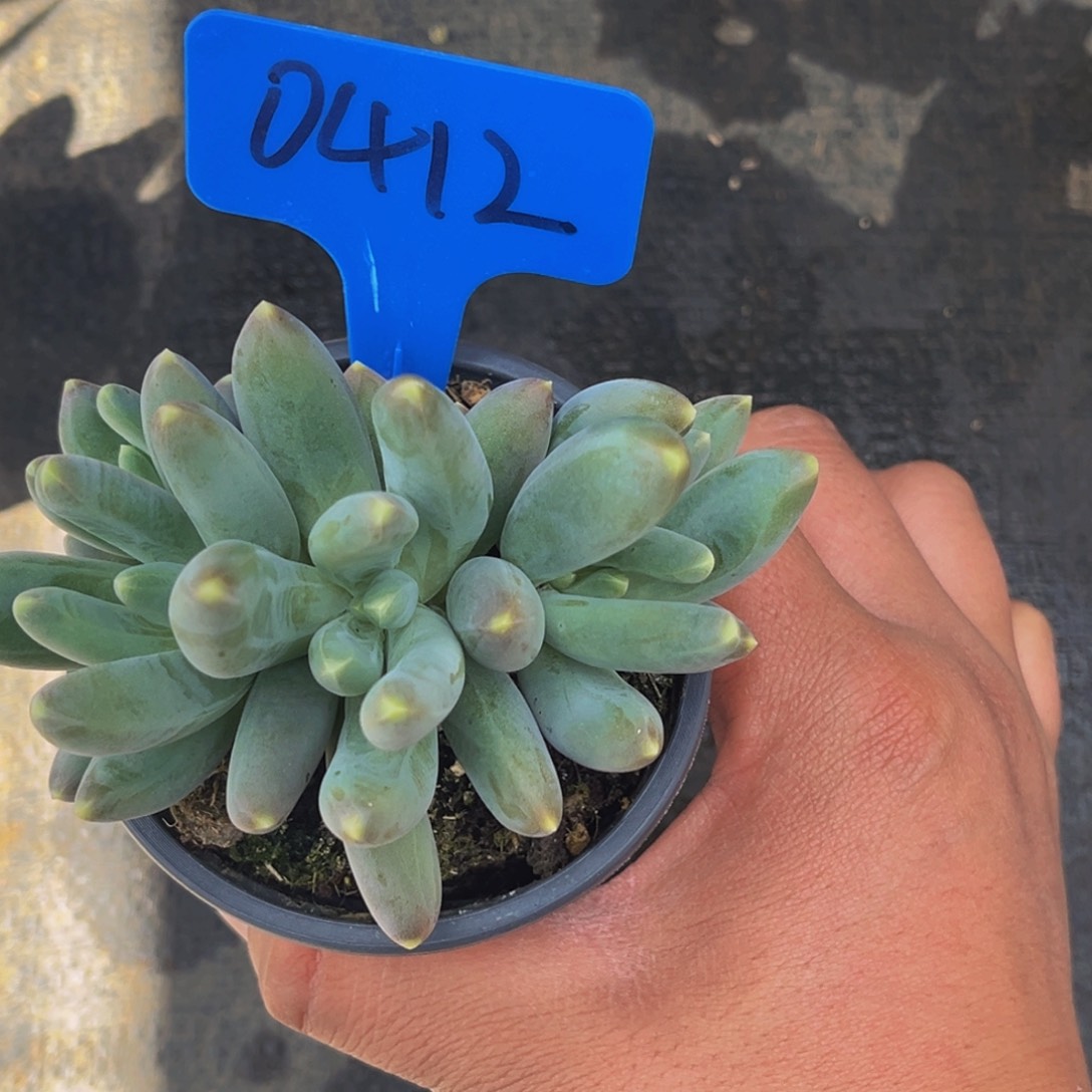 0412号上午多肉植物群生多肉植物