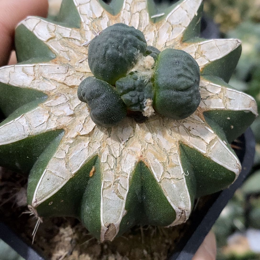 ?****年福利福利福利福利