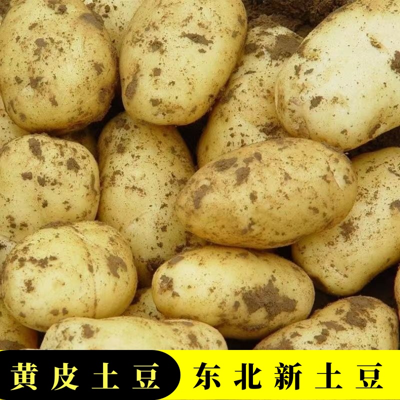 东北黄心土豆沙面土豆马铃薯农家自种蔬菜黄皮黄心大土豆包邮