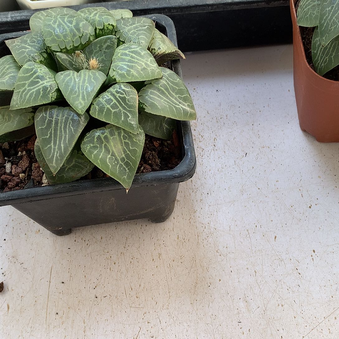 水晶康平101包硬换补差