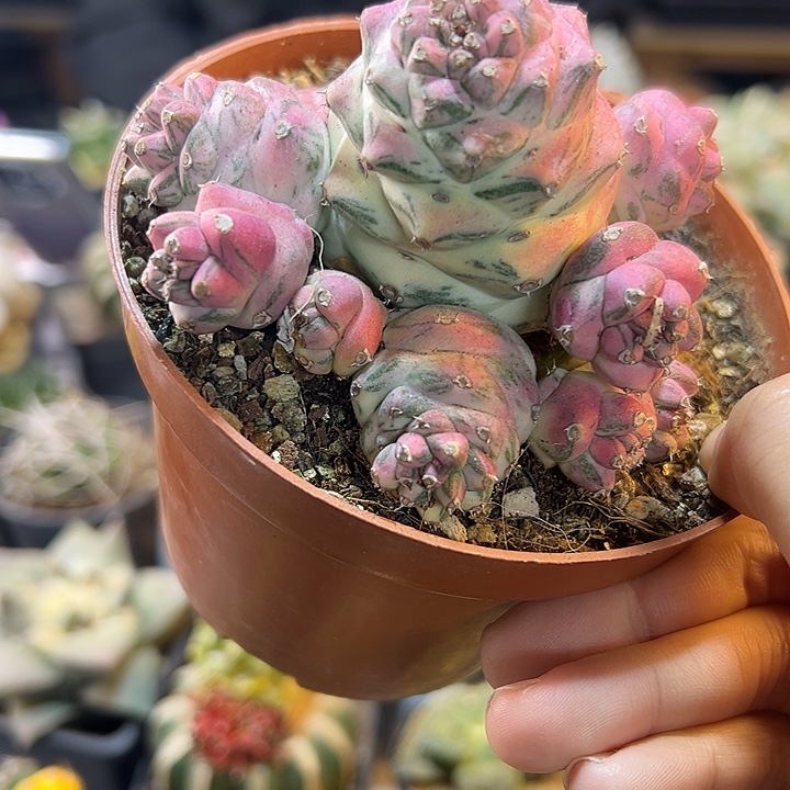 15号自根将军阁锦9公分