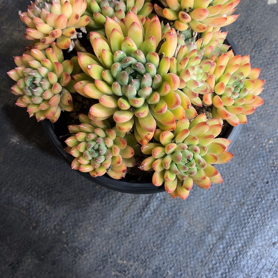 肖****星际迷航多肉植物