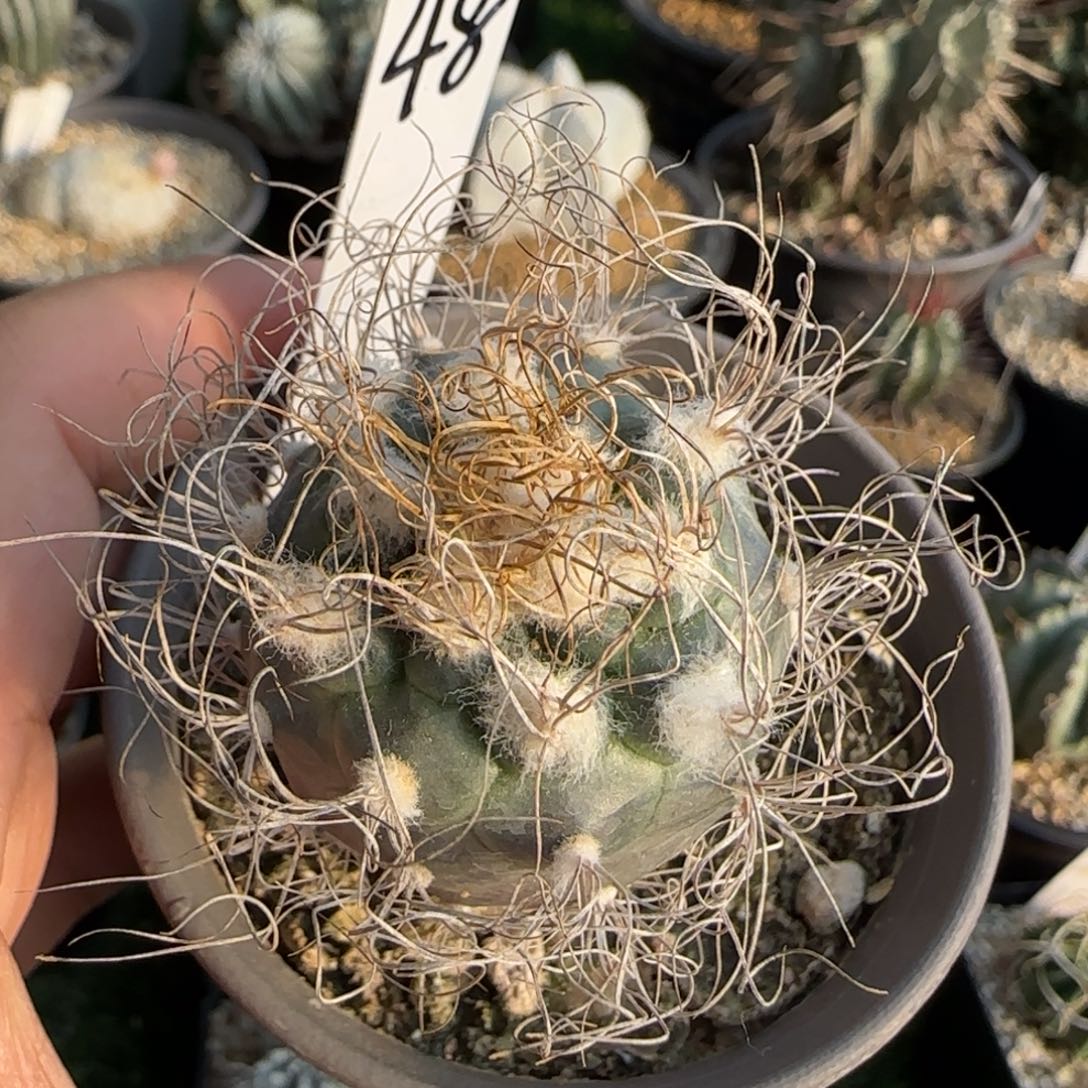 48脱土发 实生娇丽