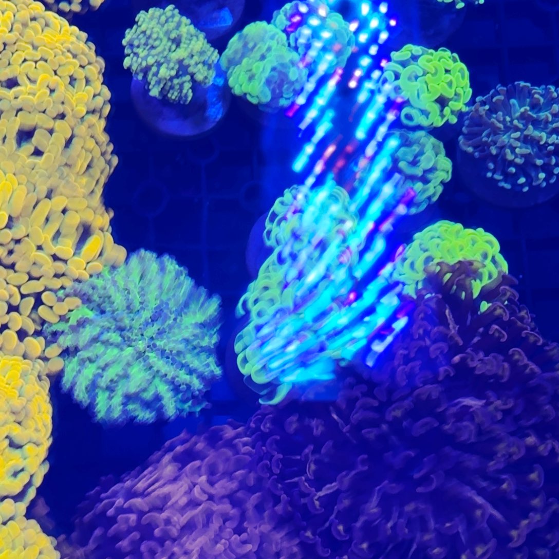 皮***夏纽扣珊瑚500毫升珊瑚粮