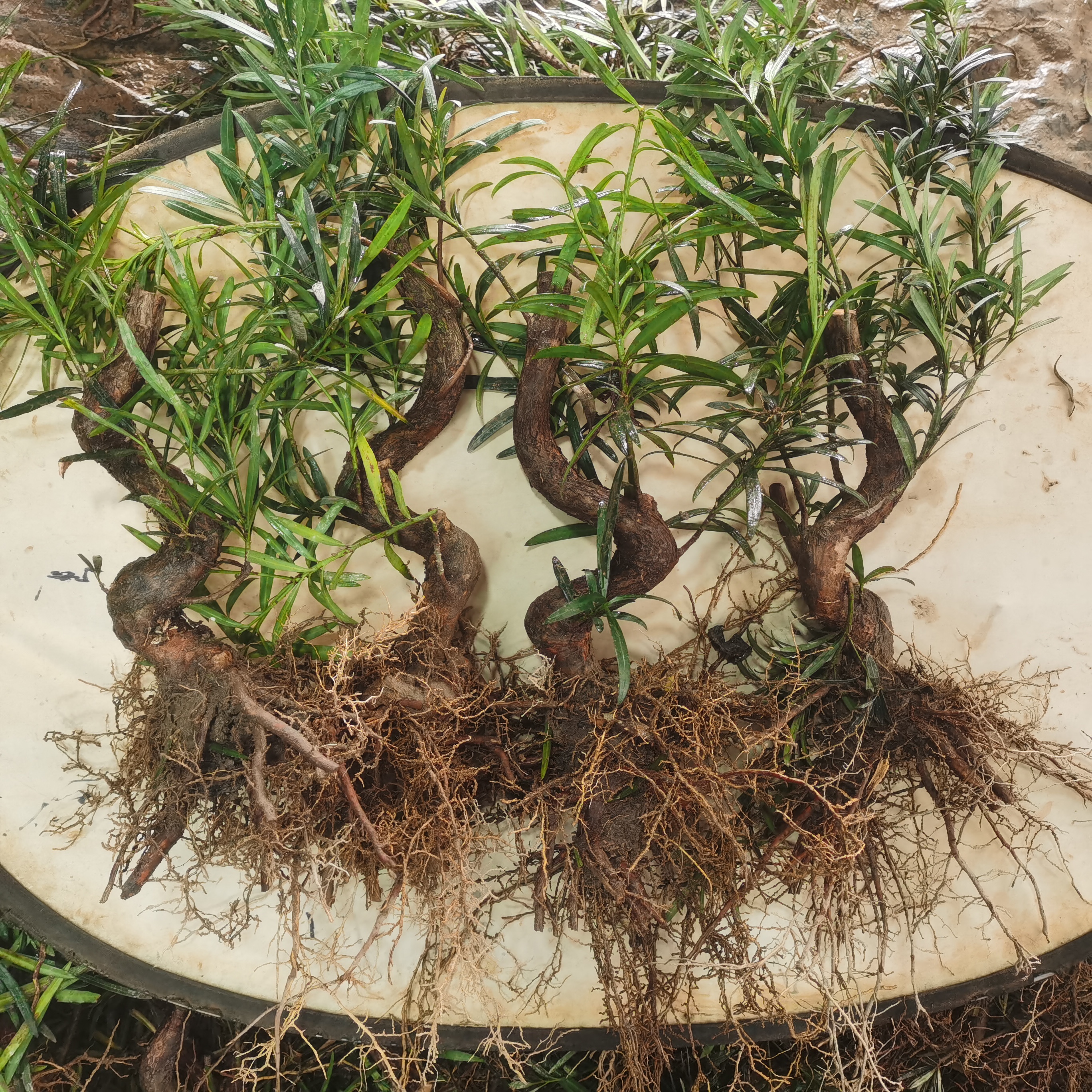 罗汉松直播间一物一拍盆景绿植 先扣数字主播喊到名字再付款