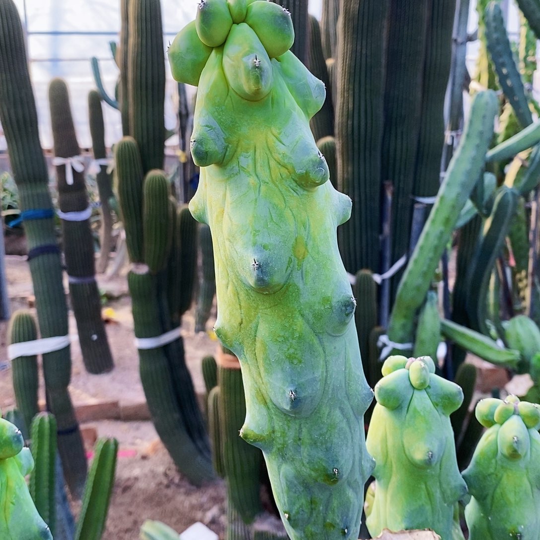 福禄寿侧枝无根发货