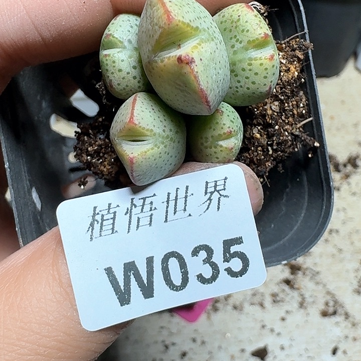 035盒多肉植物哇cv v