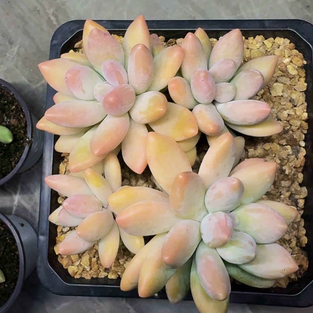 白兰地 4头 一物一拍