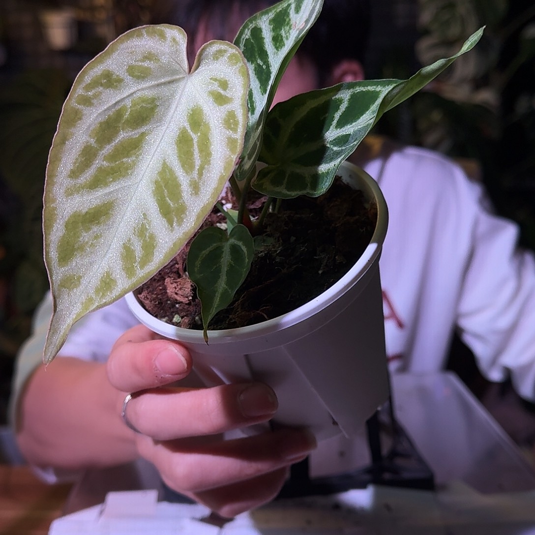 不开花植物G154银色闪光杂银色面纱