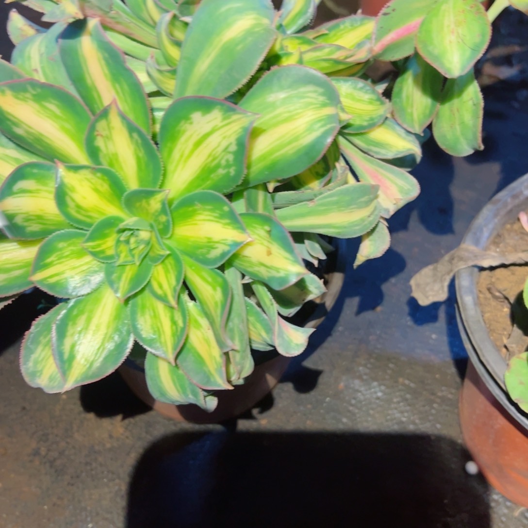 402 号多肉植物法师