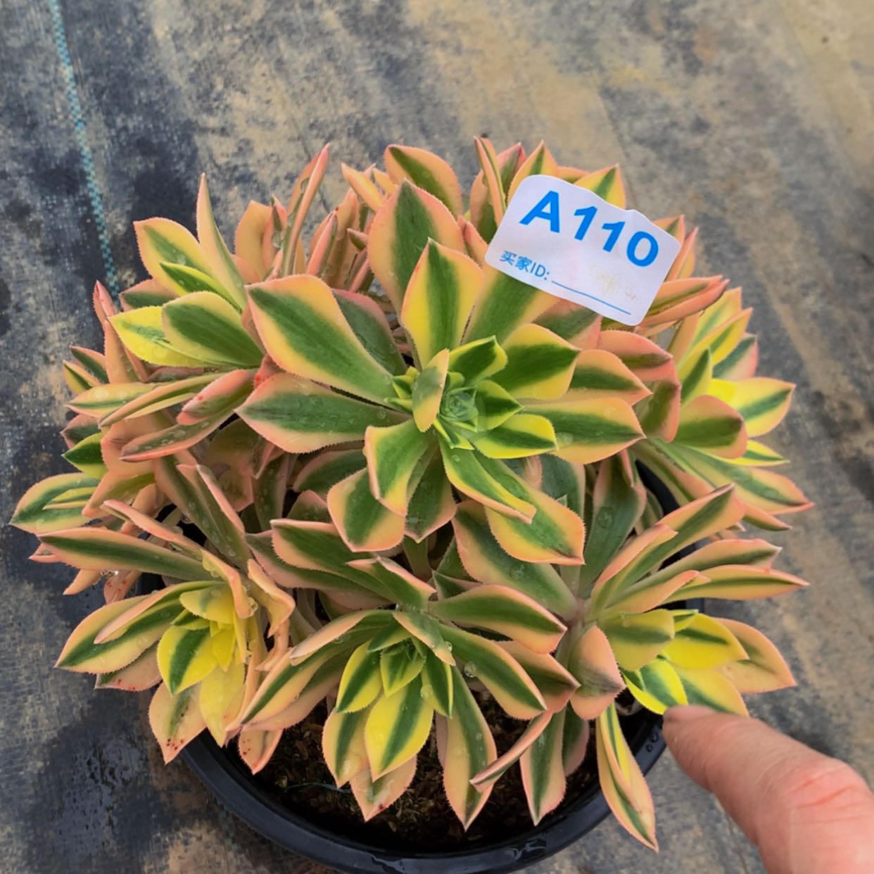 【闪购商品】110枫叶多肉