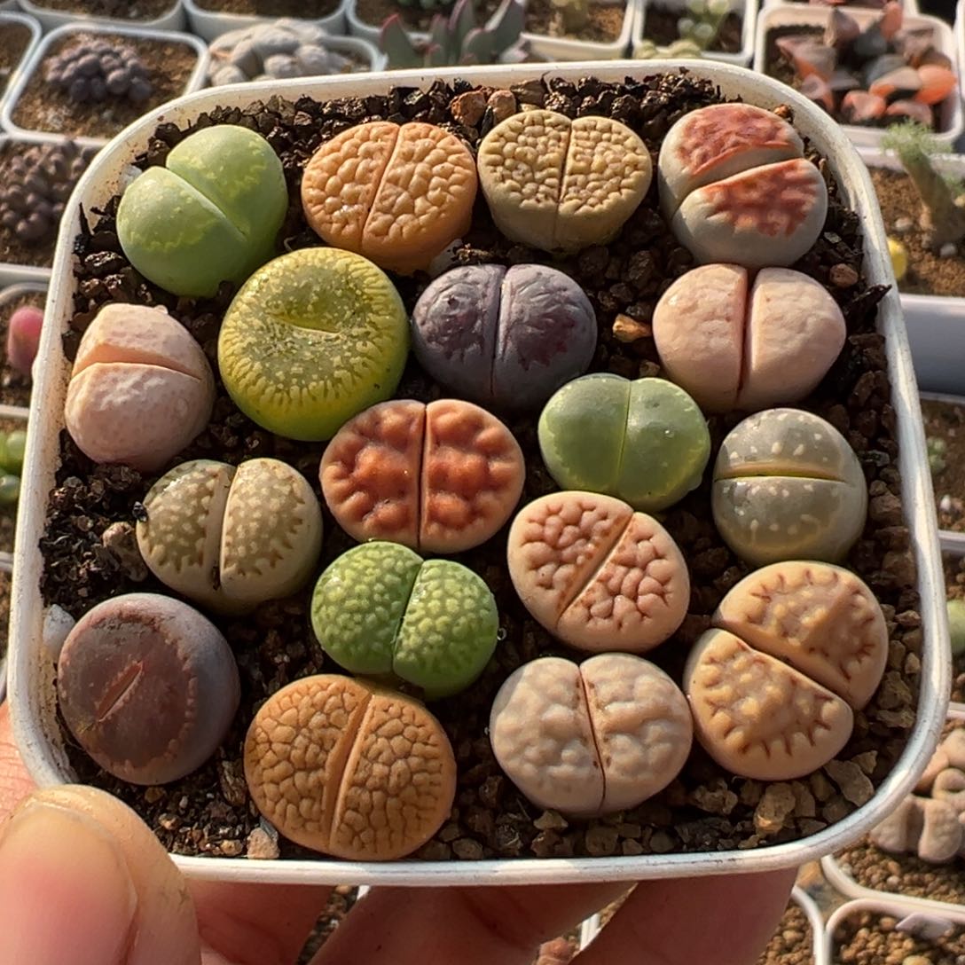 99多肉植物百科植物