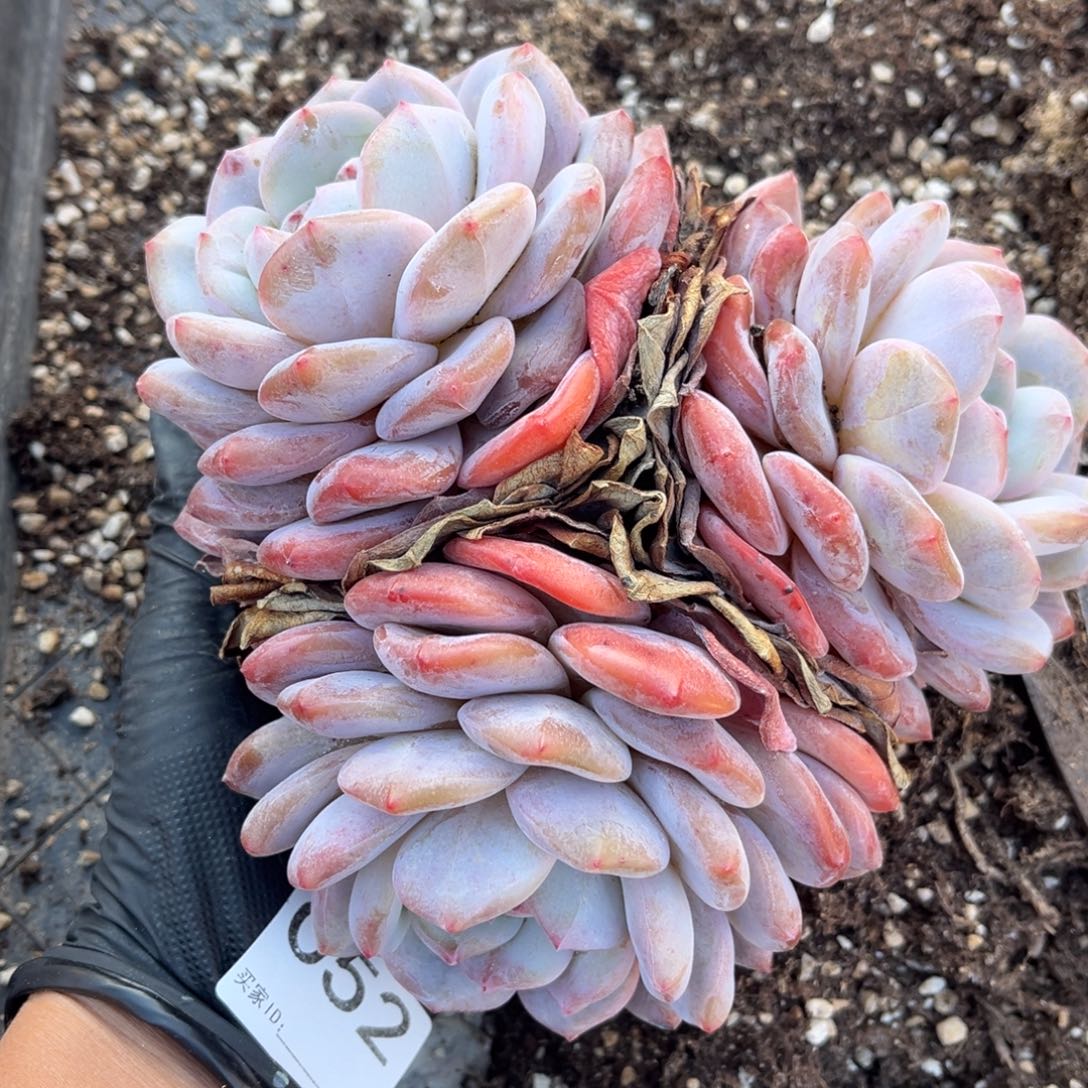 052号新疆西藏内蒙古不包邮的  有虫  不售后