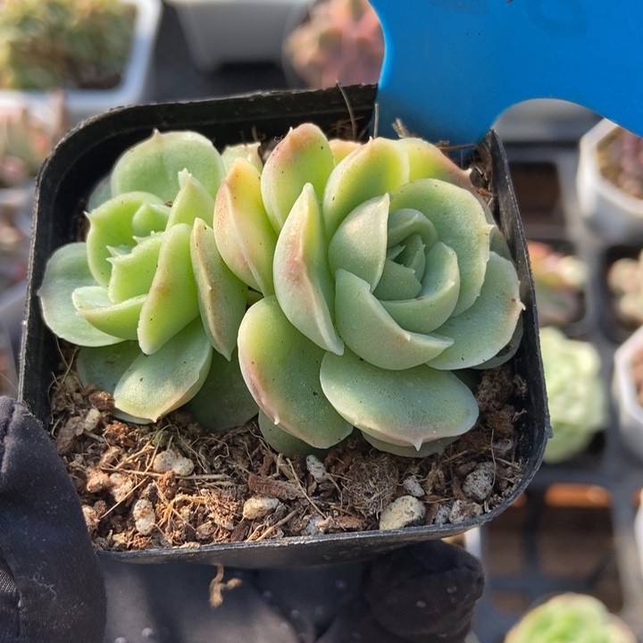 856虾饺多肉植物保护