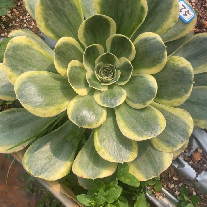 35香炉盘超白锦法师