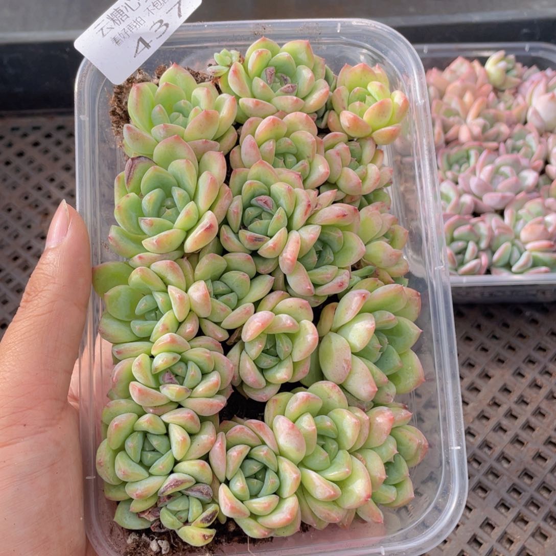 云糖心多肉植物437