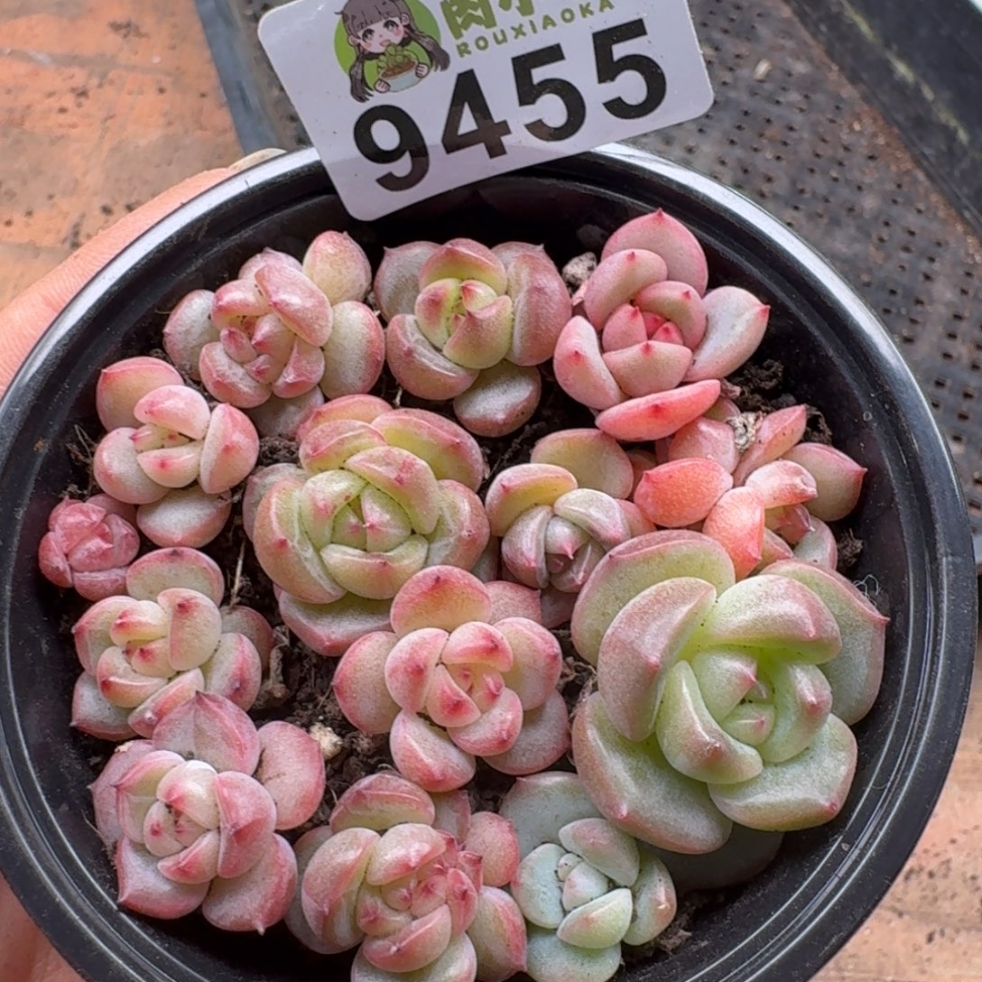 多肉植物多肉植物