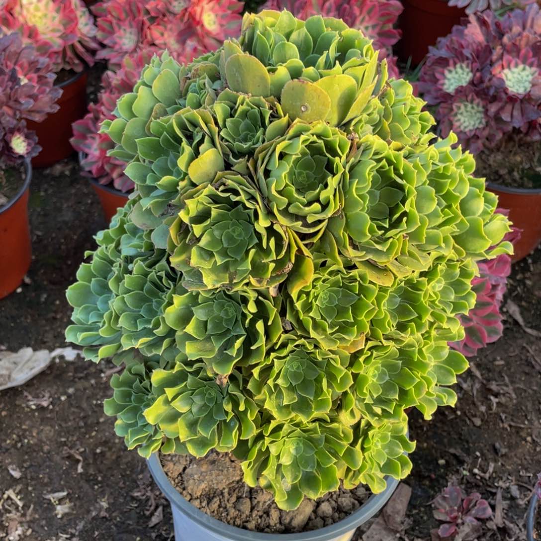 301绿玫瑰精品法师多肉