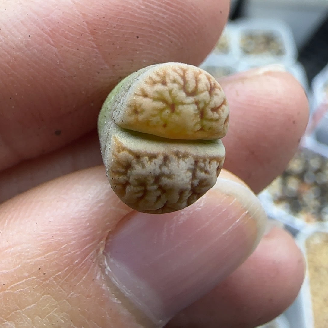 835清框福利30包邮