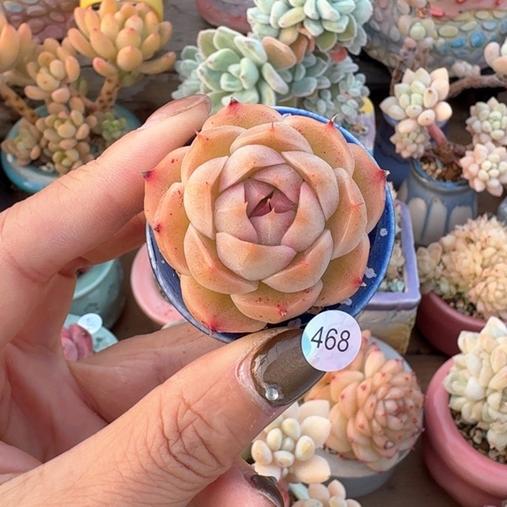 468 多肉含盆土30元包邮除偏远地区