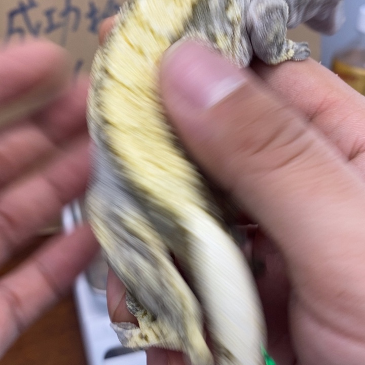 睫角守宫12.3一号