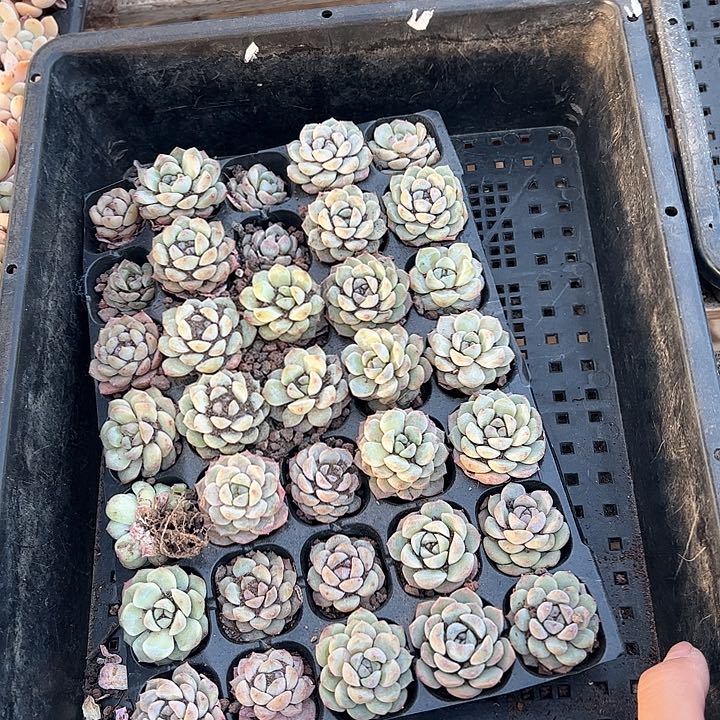 直播福利一物一拍17