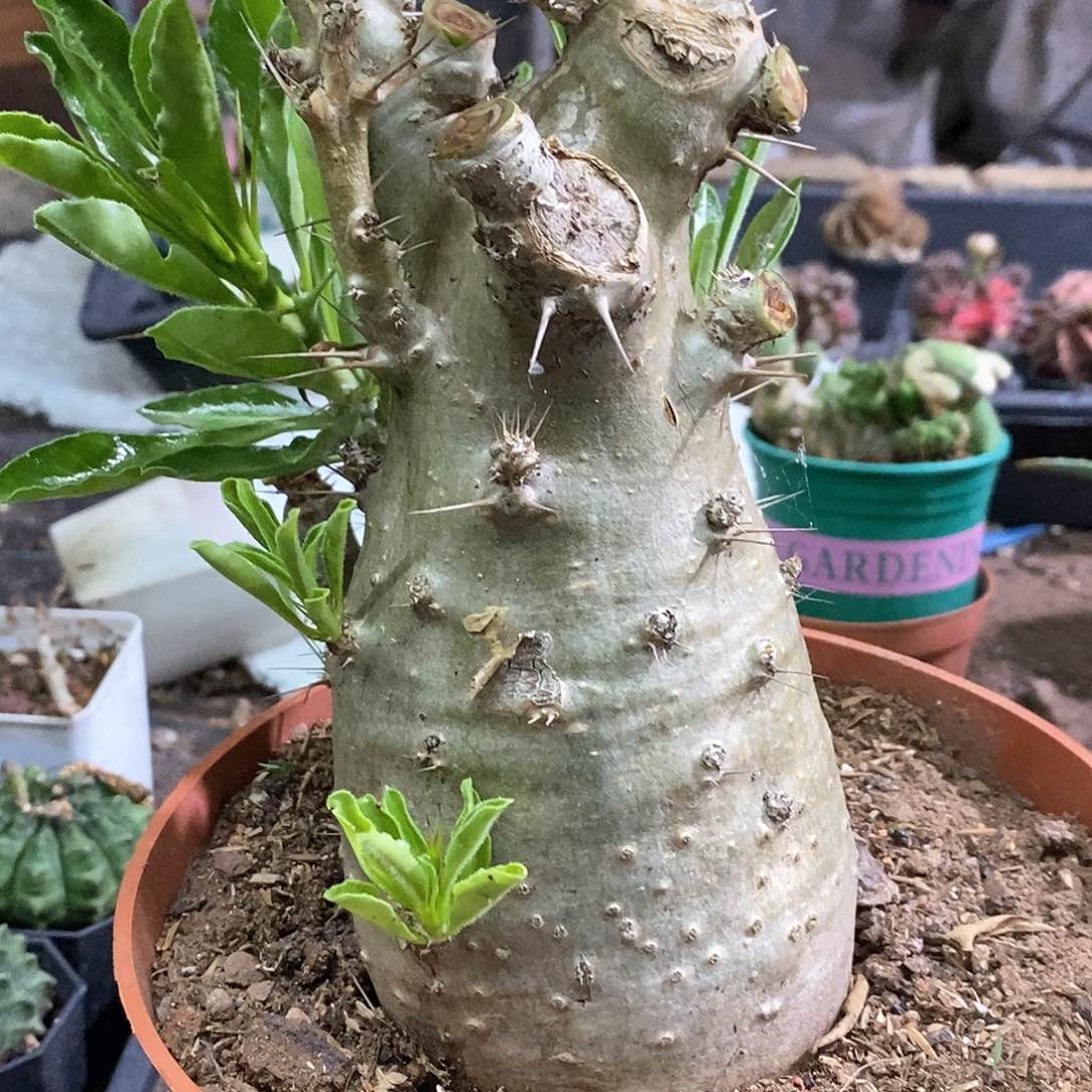 孤品实生特选株大肚子白马城（11.4cm）