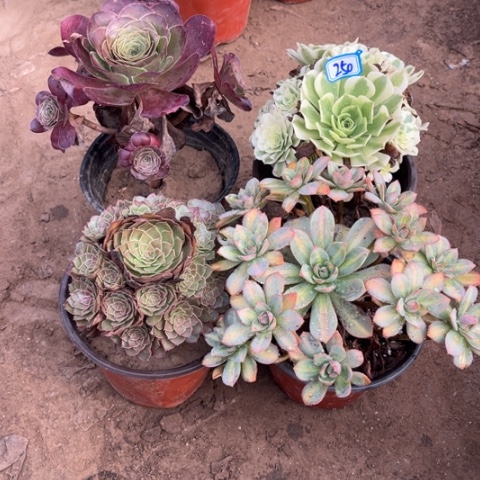 250多肉植物组合，