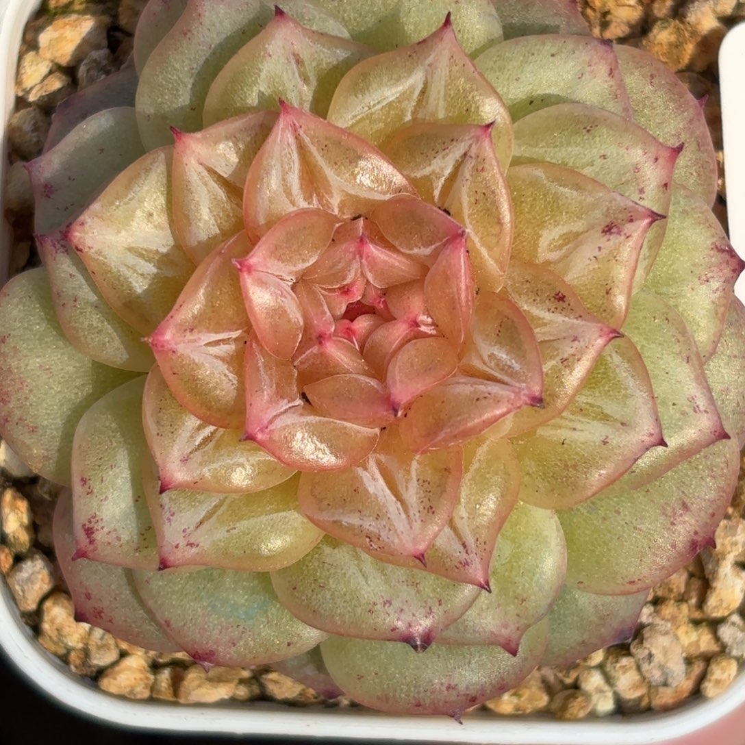 016的最后一天了我的宝们