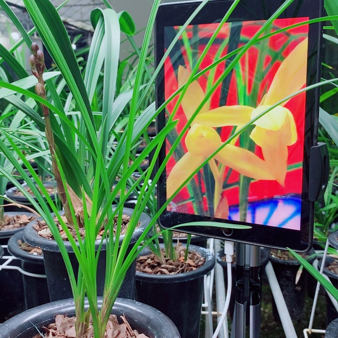 当前无花栽培后可以开花