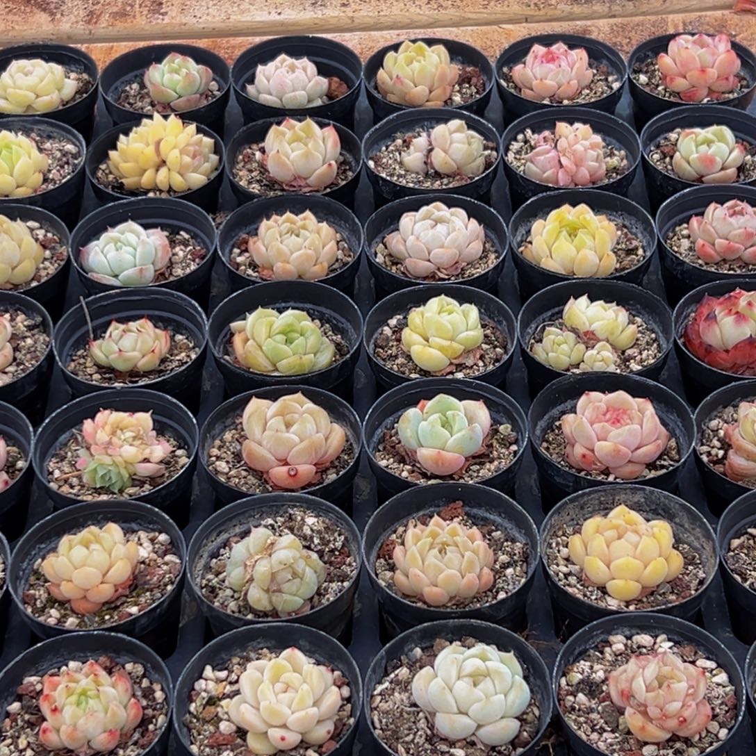 553涩谷的夏天是多肉