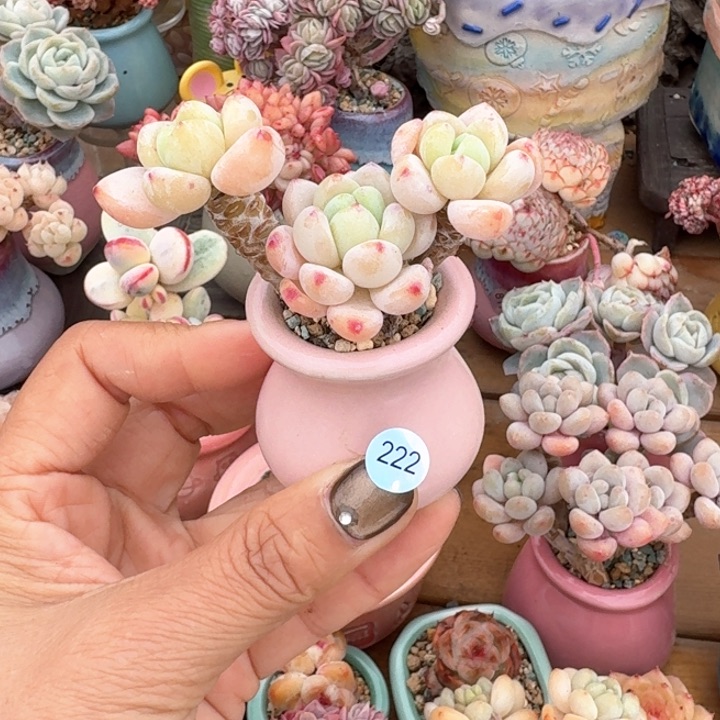 222 1多肉含盆土 30元包邮 除偏远