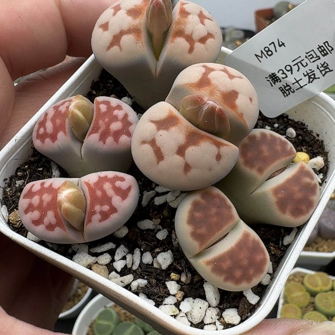 874三颗双头哈哈哈哈哈哈哈