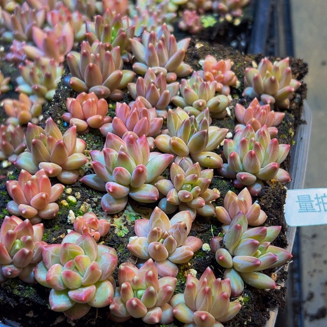948多肉植物量拍一盒保底24颗