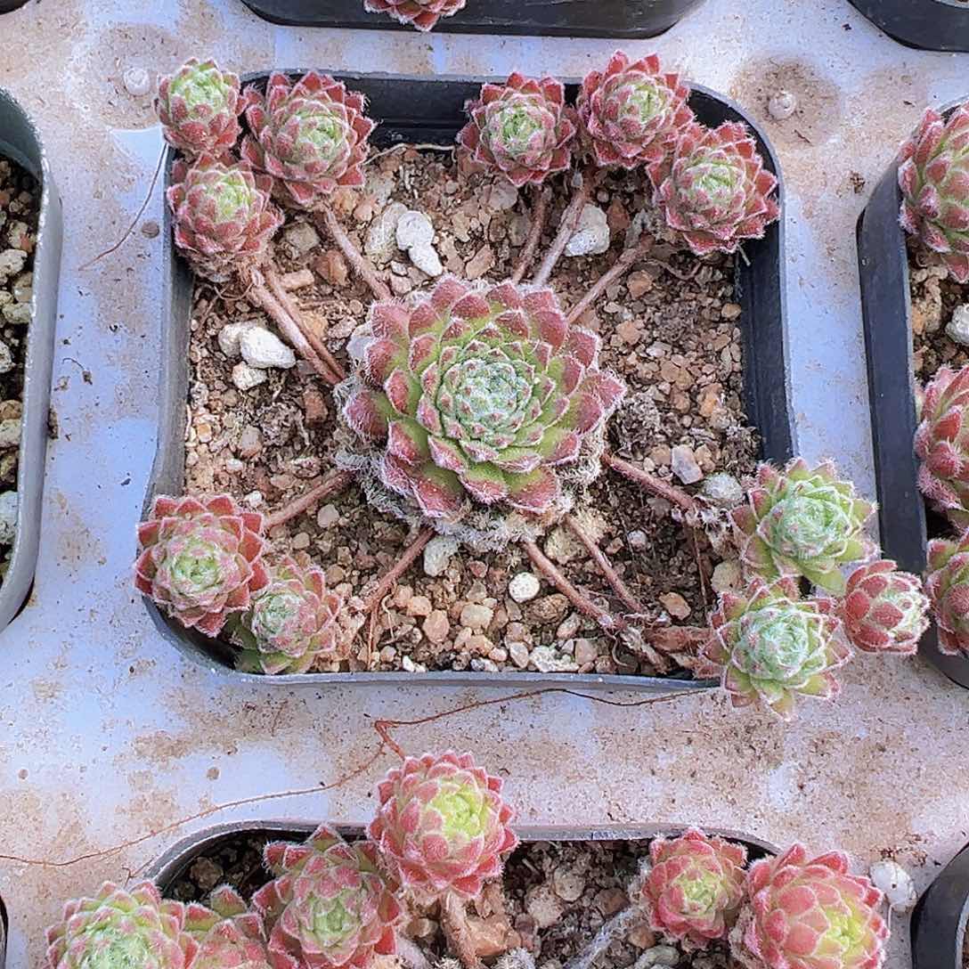 柔情19包邮多肉植物