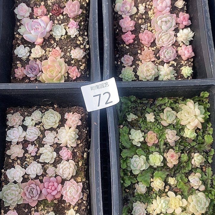 72 多肉植物盆栽花卉