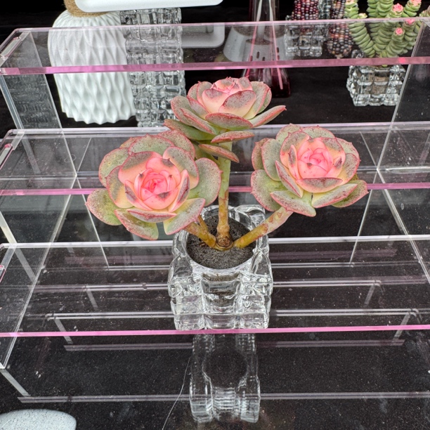 牡丹仙子 无土多肉植物+水晶花器