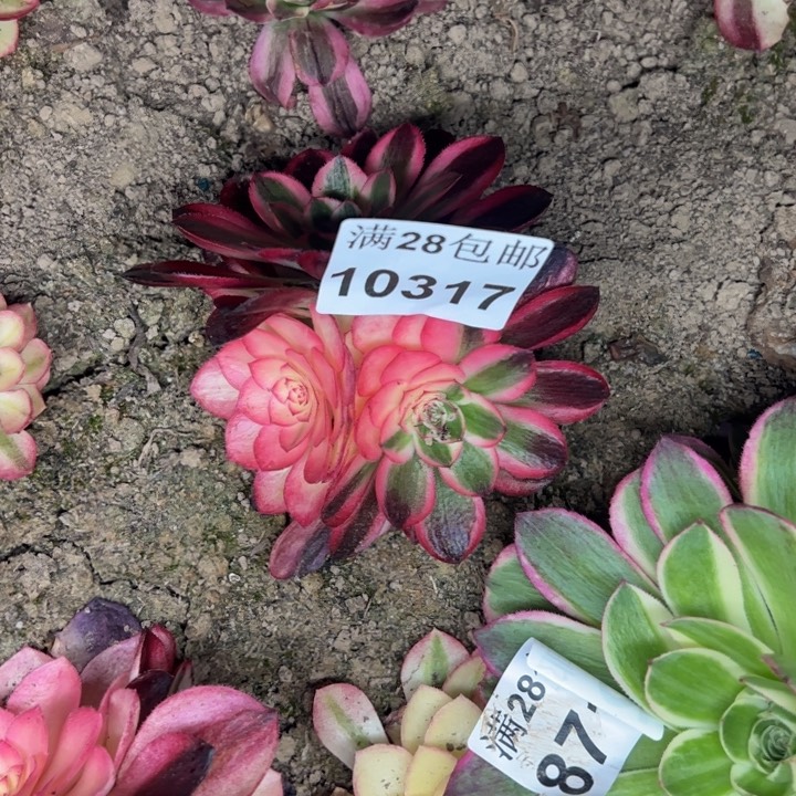 10317南荔枝多肉植物