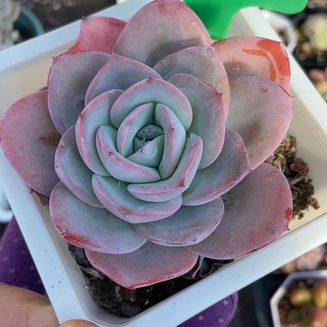 910布鲁蓝多肉植物