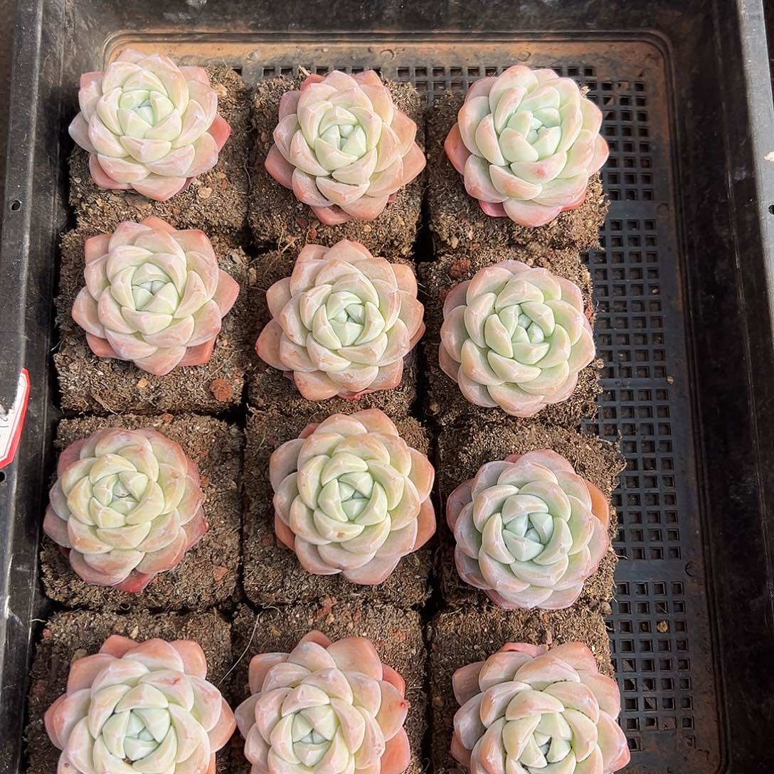 一筐12颗冰玉。 一物一拍