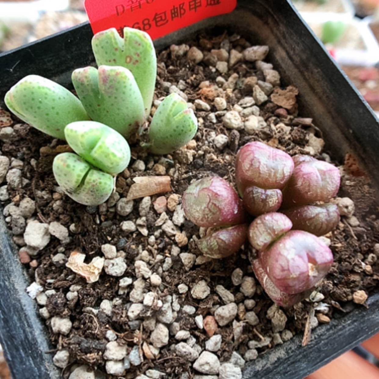 【闪购商品】6-15-12 组合一盆