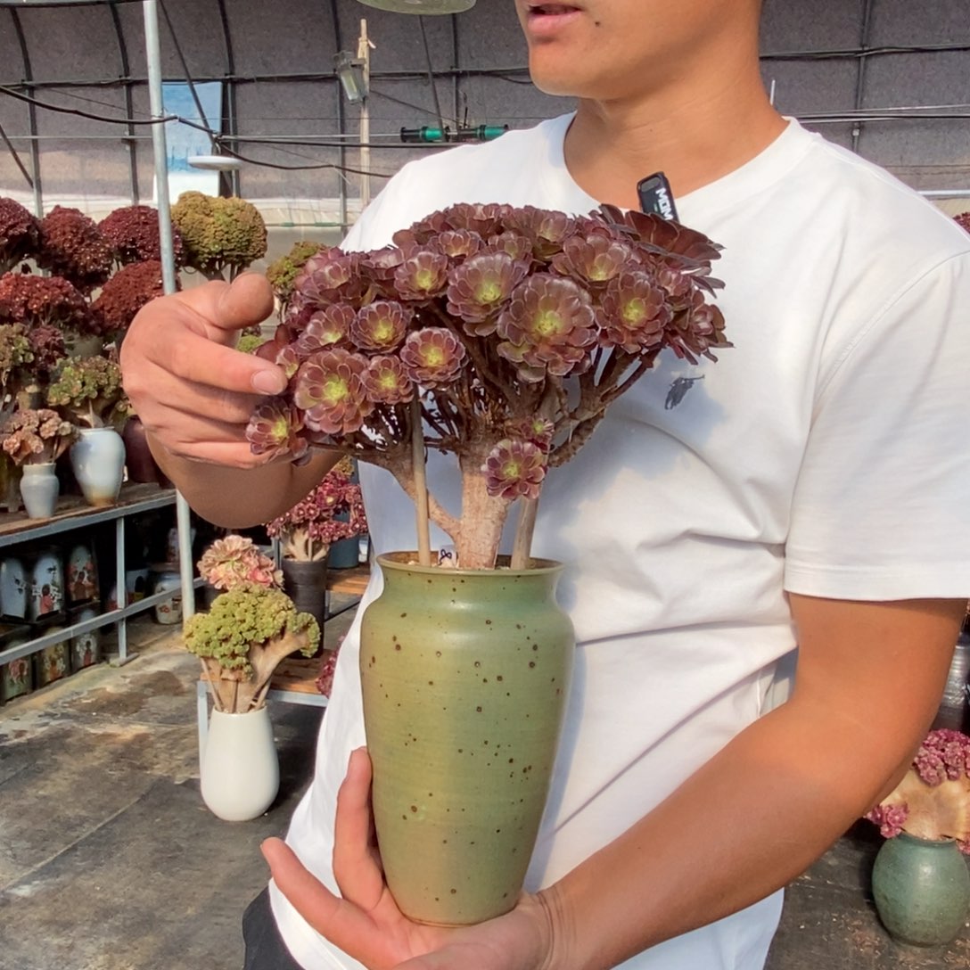红铜壶朵朵缀不带盆土