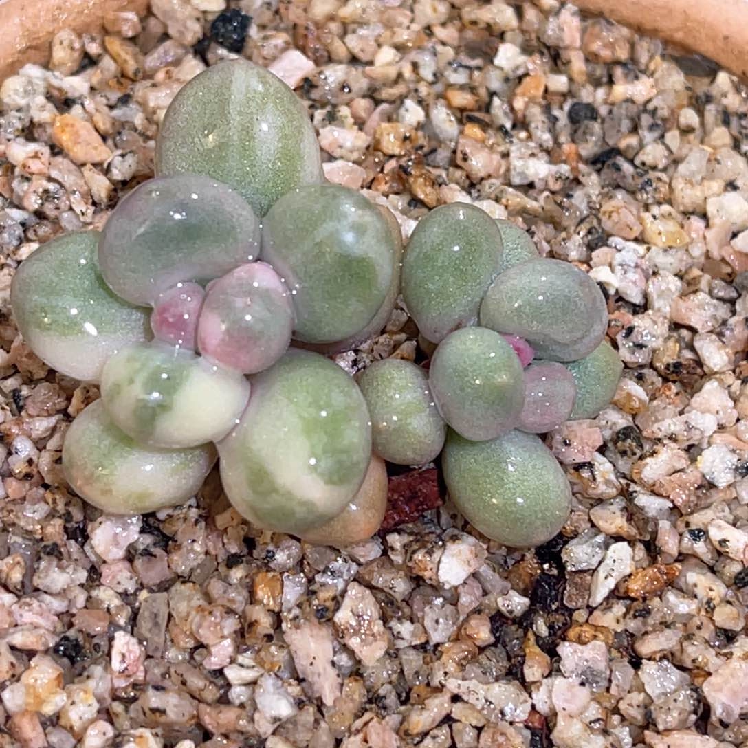 多肉特价优选奶酪锦