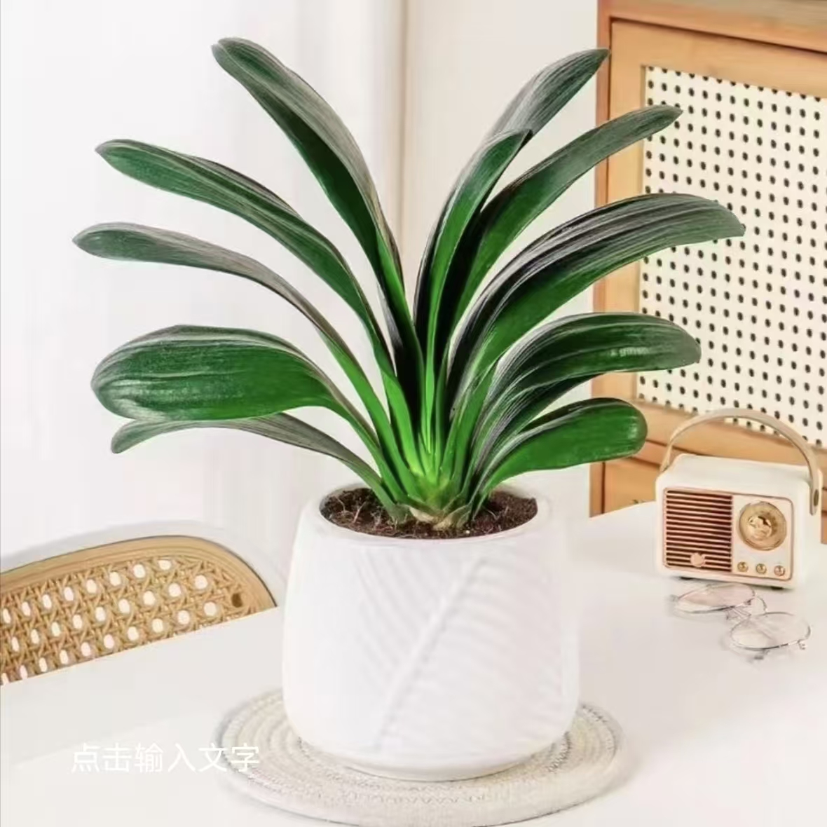 HG带盆8-12片叶君子兰绿植盆栽室内花卉四季常青适合客厅阳台摆放