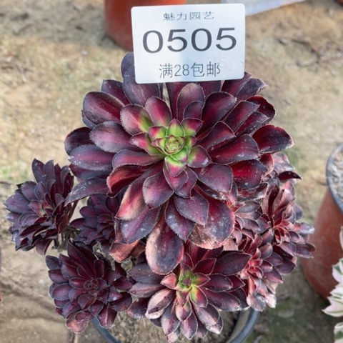 魅力多肉多肉0505